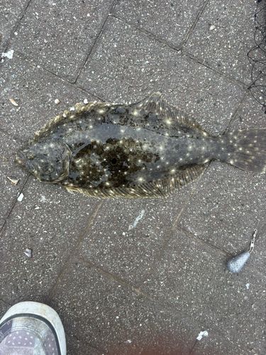 ヒラメの釣果