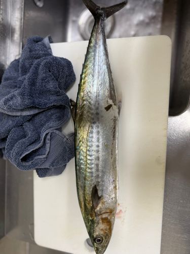サゴシの釣果