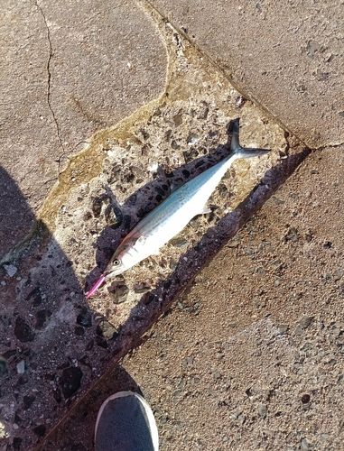 サゴシの釣果