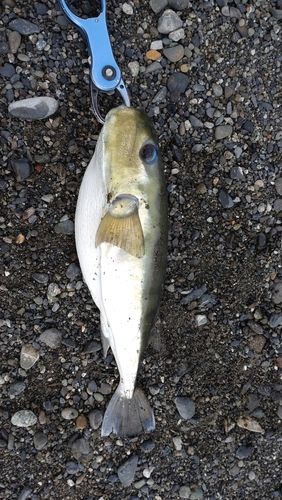 シロサバフグの釣果