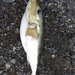 シロサバフグ