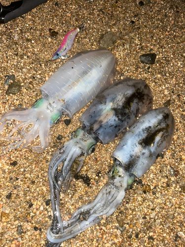 アオリイカの釣果