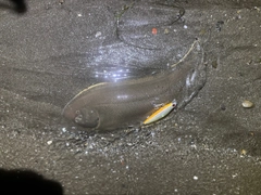 シタビラメの釣果