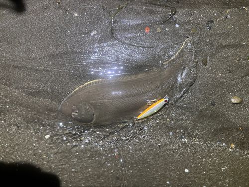シタビラメの釣果