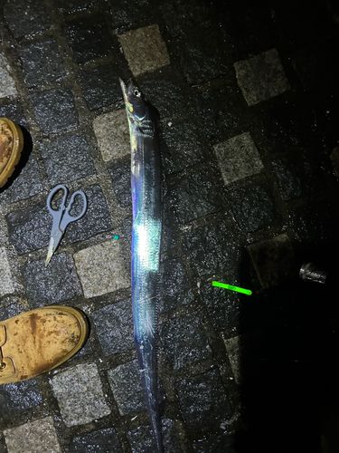 タチウオの釣果