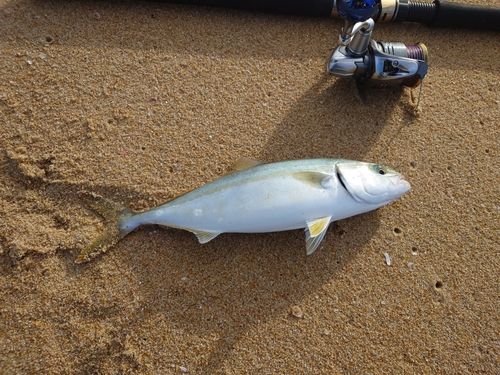 ヤズの釣果
