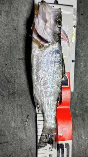 セイゴ(マルスズキ)の釣果