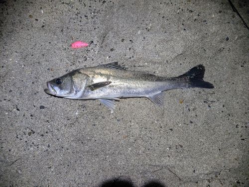 稲毛海浜公園
