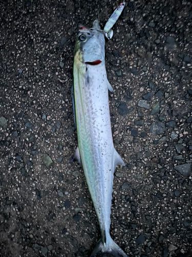 サゴシの釣果