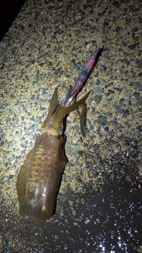 アオリイカの釣果