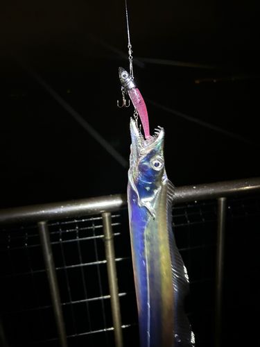 タチウオの釣果