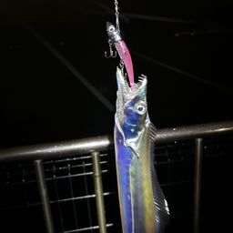 タチウオ