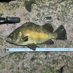 メバルの釣果