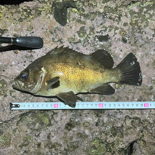 メバルの釣果