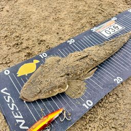 マゴチ