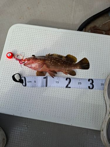 キジハタの釣果