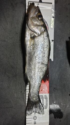 セイゴ(ヒラスズキ)の釣果