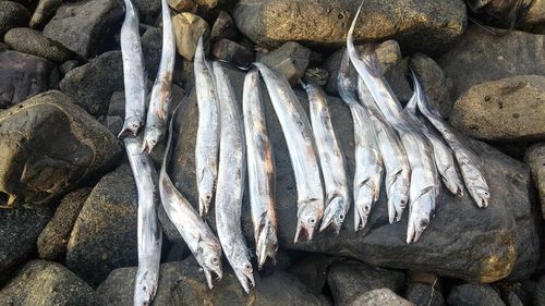 タチウオの釣果