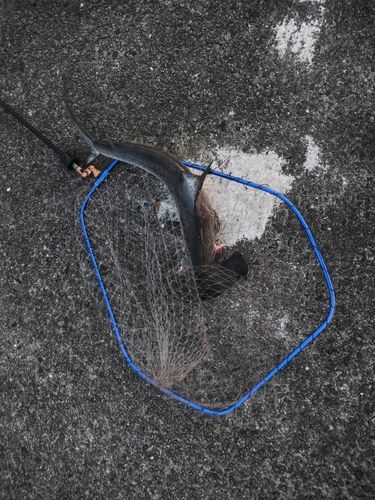 サゴシの釣果