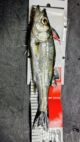 セイゴ(マルスズキ)の釣果