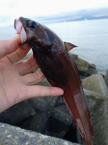 ドンコの釣果