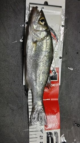 セイゴ(マルスズキ)の釣果