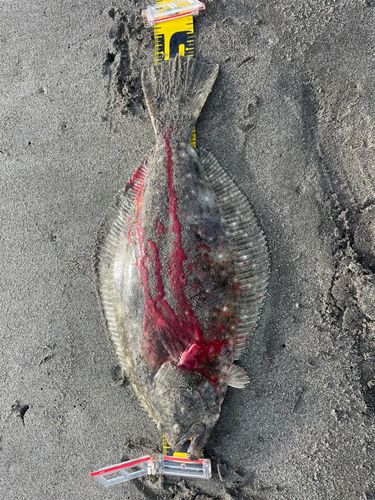 ヒラメの釣果