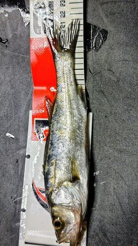 セイゴ(マルスズキ)の釣果