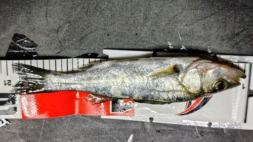 セイゴ(マルスズキ)の釣果