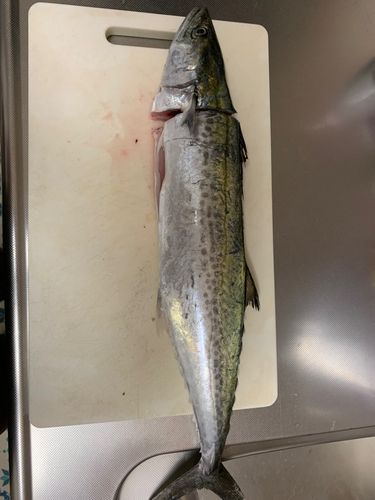 サゴシの釣果