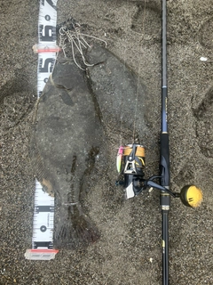 ヒラメの釣果