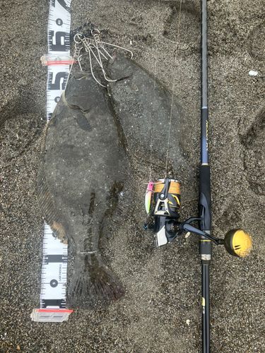 ヒラメの釣果