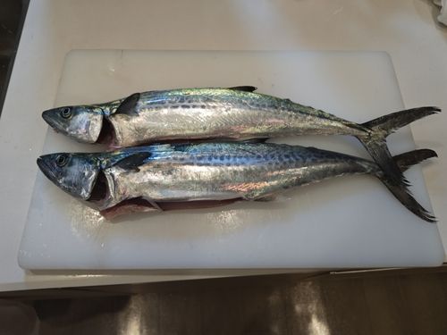 サゴシの釣果