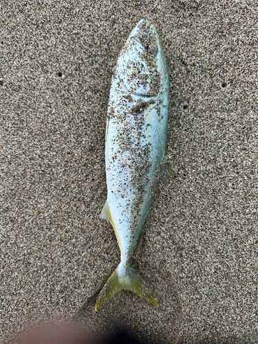 ツバスの釣果