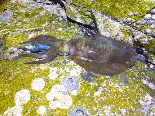 アオリイカの釣果