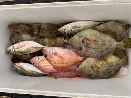 カワハギの釣果