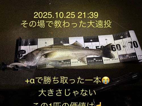 シーバスの釣果