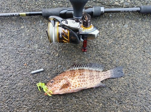 オオモンハタの釣果