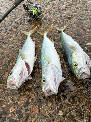 ワカシの釣果