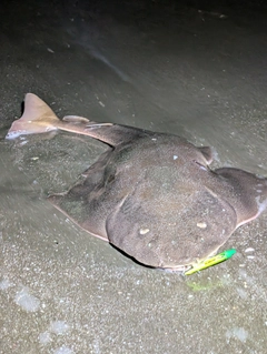 カスザメの釣果