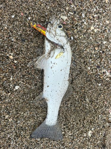 セイゴ(ヒラスズキ)の釣果