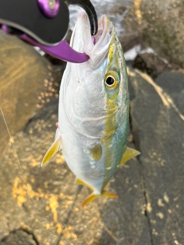 ヤズの釣果