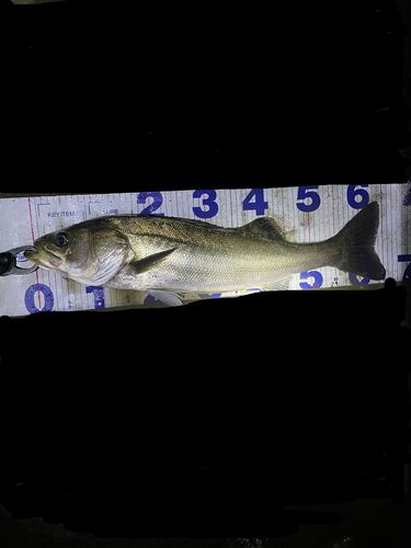 シーバスの釣果