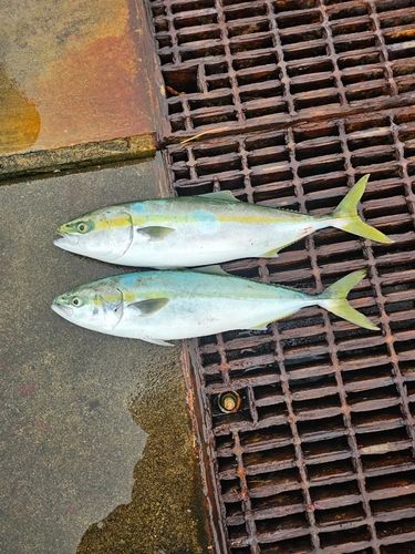 ワラサの釣果