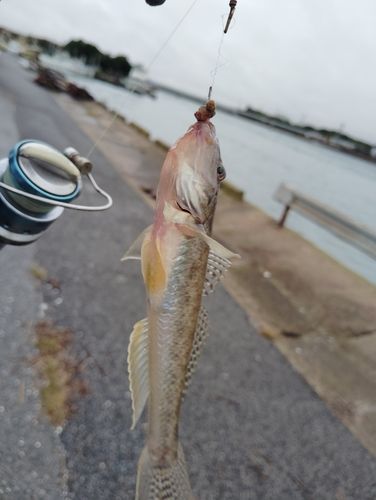 マハゼの釣果