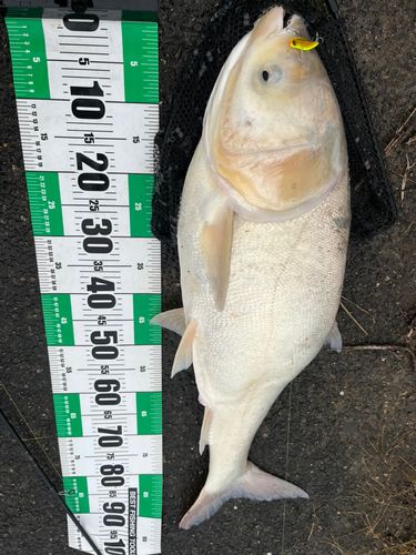 レンギョの釣果