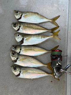 アジの釣果