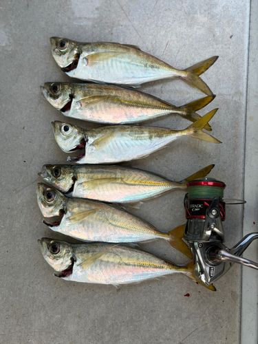 アジの釣果
