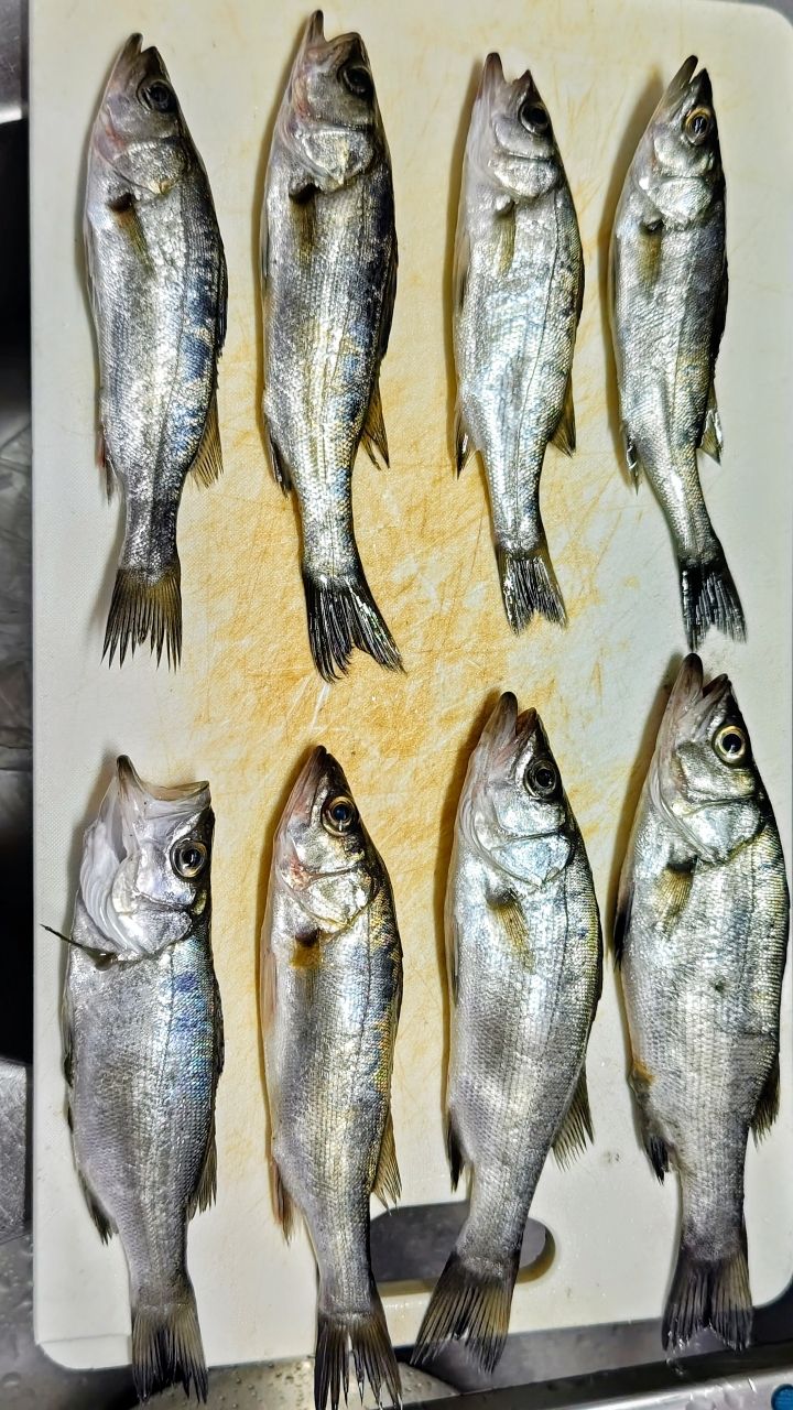 セイゴ(ヒラスズキ)