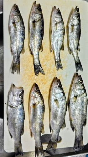 千代崎サーフ